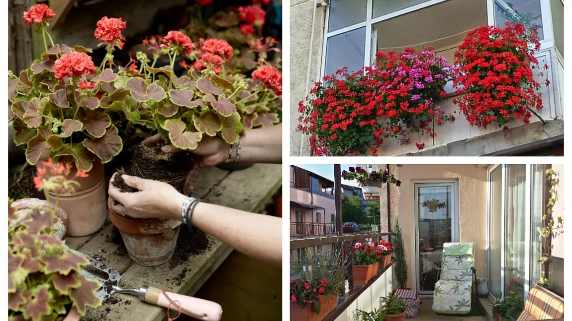 Cum să ferești mușcatele de ger. Trucuri ușoare pentru a le păstra sănătoase și pline de culoare până la primăvară