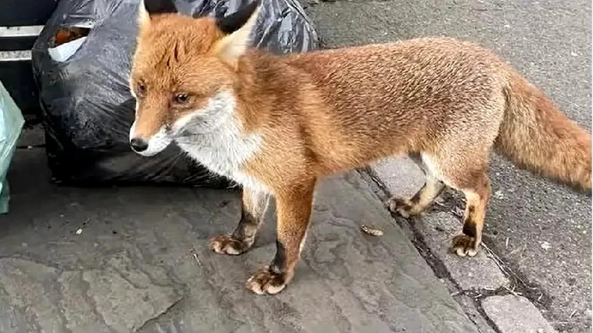 Animalul sălbatic care apare tot mai des pe străzile Bucureștiului. Locuitorii din Sectorul 6 s-au obișnuit deja cu prezența lui