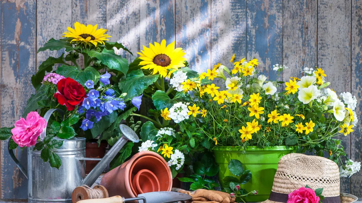 Florile care se pot planta în grădină la mijlocul lunii noiembrie și care vor oferi o înflorire spectaculoasă la primăvară