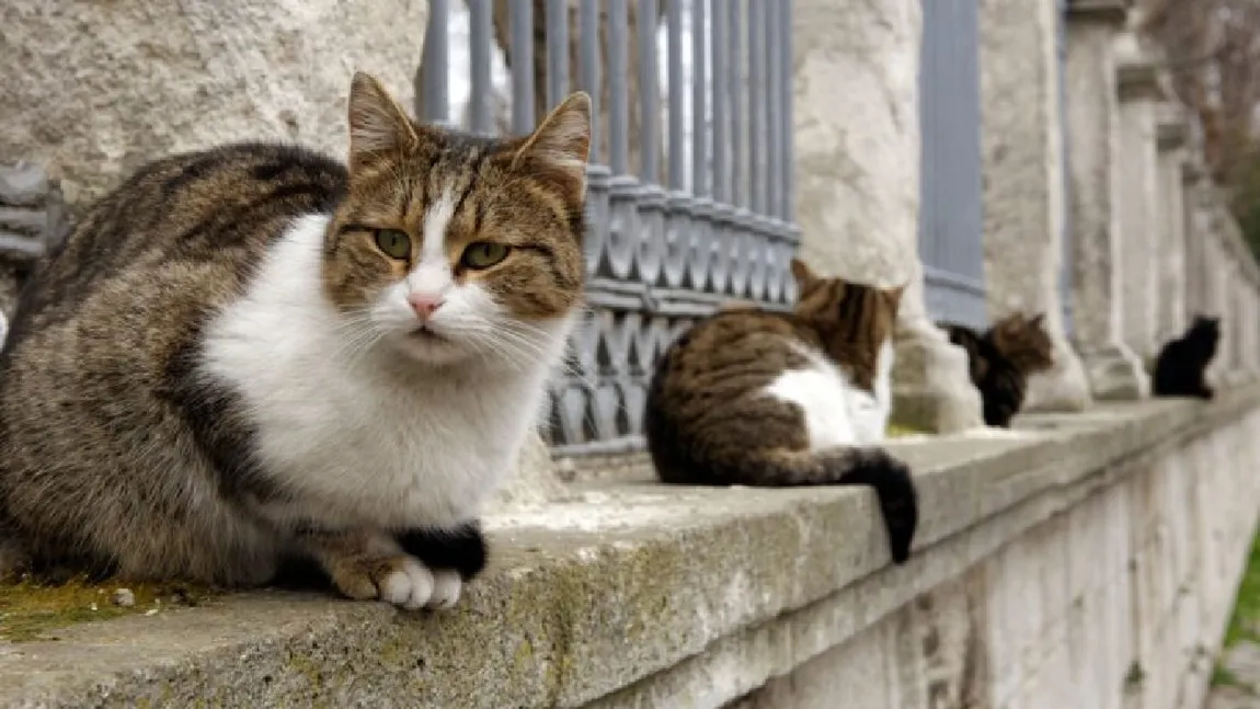 Este legal sau nu să hrănești pisicile fără stăpân pe domeniul public? Ce ai voie să faci și care sunt regulile în astfel de situații